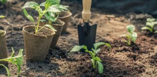 агрономи розповіли, як повернути ґрунту родючість