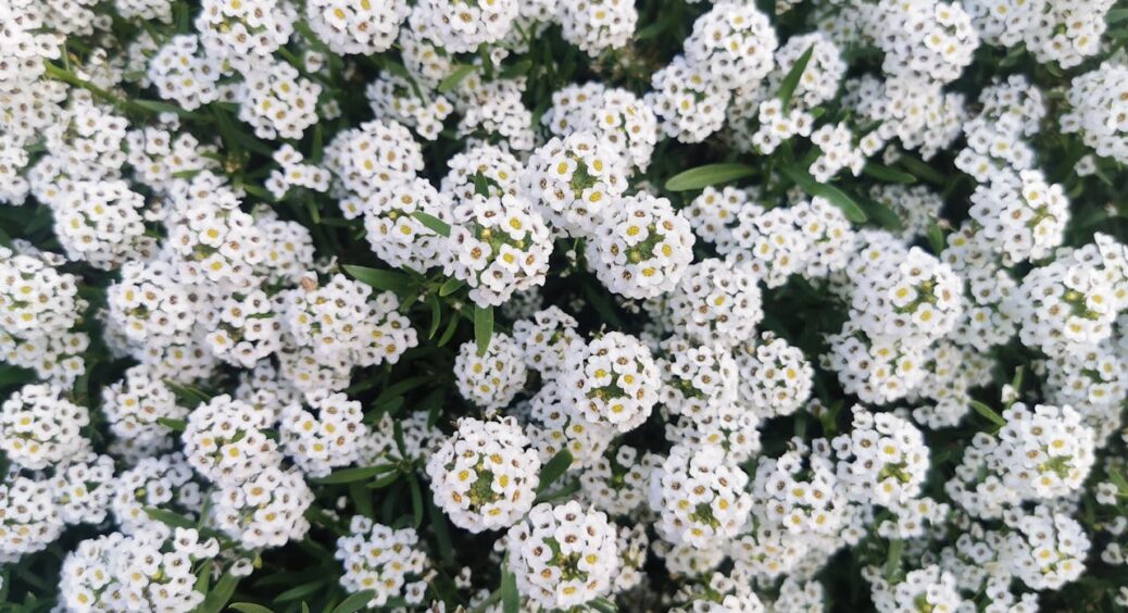 Ну і Маринка – висадила квіти з медовим ароматом на весь сад: невибагливий аліссум цвіте з травня аж до зими 