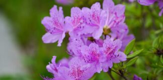 Садівники назвали рослини, які не рекомендовано купувати у квітковому магазині