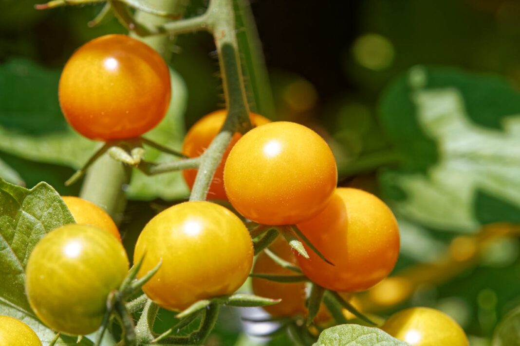 Експерти назвали найгірші добрива для підживлення томатів