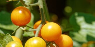 Експерти назвали найгірші добрива для підживлення томатів