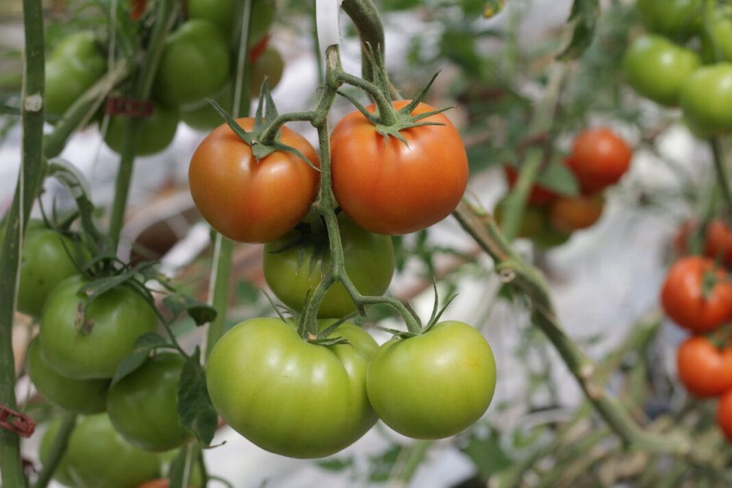 Городники назвали два найкращих підживлення для томатів