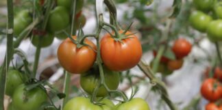Городники назвали два найкращих підживлення для томатів