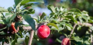 Де не варто садити фруктові дерева: поради від садівників