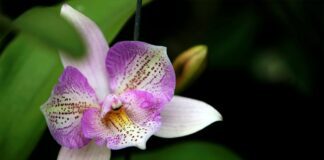 Флористи назвали найкращий метод підживлення орхідей