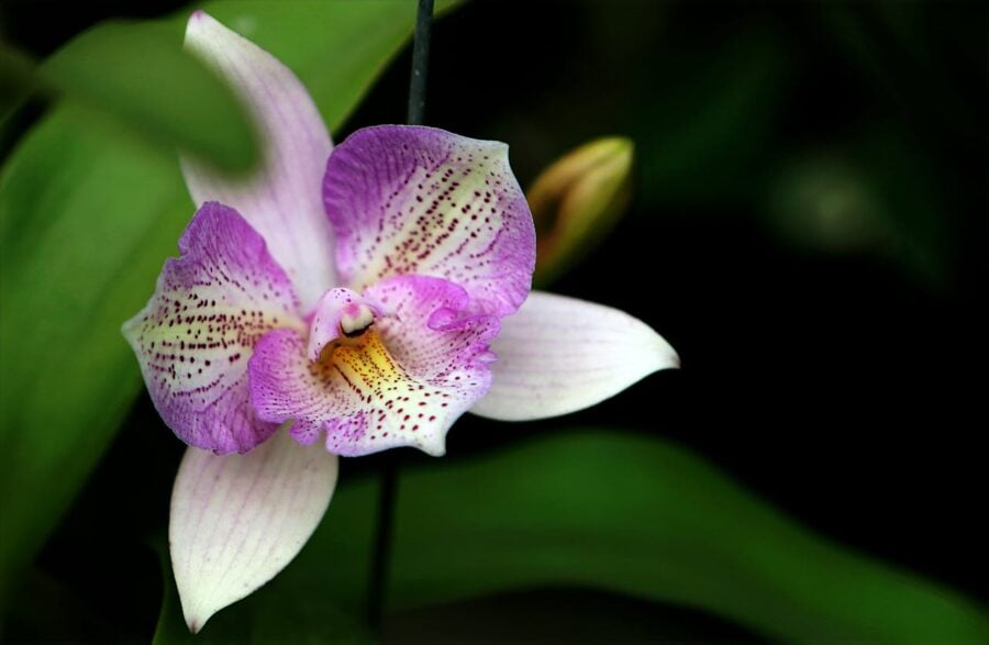 Флористи назвали найкращий метод підживлення орхідей