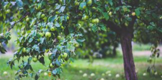 Садівники розповіли, як правильно понизити високе дерево