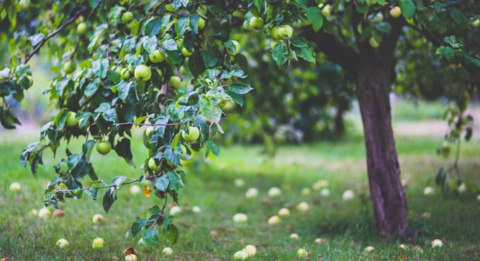 Підкормлюю дерева цим золотим напоєм: збираємо кожного року по 50 кг з яблуні. Перевірено роками 