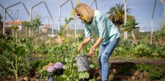 Секрети приготування зеленого добрива для рослин: перевірено садівниками	