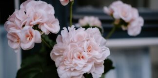 3 поради, які допоможуть отримати пишний цвіт герані 