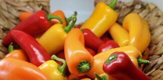 Городники показали 2 найкращих сортів перцю 