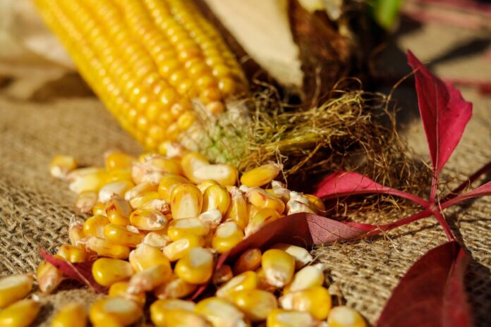 Саджаємо кукурудзу незвичним методом: поради городників