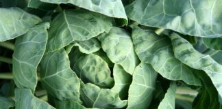 Городники розповіли, як правильно зберігати капусту