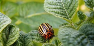 Експерти назвали препарати, які допомагають від багатьох городніх шкідників