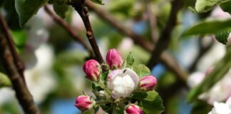 Садівники поділились рецептом добрива для плодових дерев 