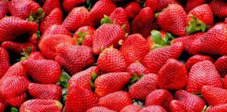 Секрети вирощування полуниці: надзвичайний лайфхак