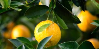 Як одним лимоном очистити жир та бруд на кухні 