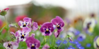 Садівники назвали квіти, які не рокемендовано садити на клумбі