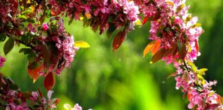 Садівник назвав дерева, які обов'язково слід обрізати до червня