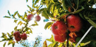 Експерти розповіли, як відлякати птахів-шкідників від фруктових дерев