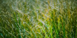 Порада експертів: як позбутися бур'янів за 5 хвилин