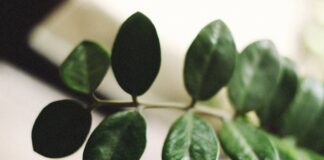 Садівники назвали найкращий метод поливу заміокулькаса