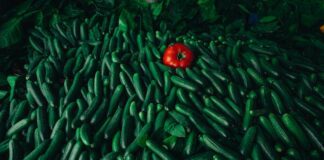 Городники назвали найефективніше підживлення для огірків