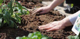 Як покращити стан ґрунту простим копійчаний засобом 