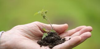 Експерти назвали ознаки, по яких можна визначити, чого не вистачає томатам