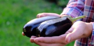 Городники розповіли, як обрізка листя впливає на смак баклажанів
