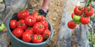 Експерти розповіли про профілактику від фітофтори на томатах