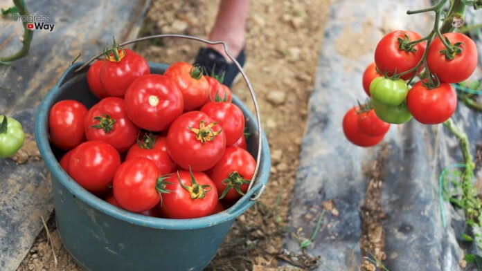 Експерти розповіли про профілактику від фітофтори на томатах