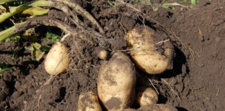 Агрономи розповіли, чим потрібно вкрити грядки картоплі для родючості