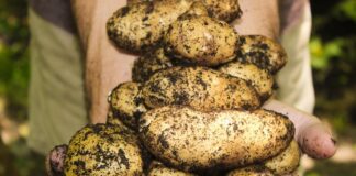 Помилки під час вирощування картоплі