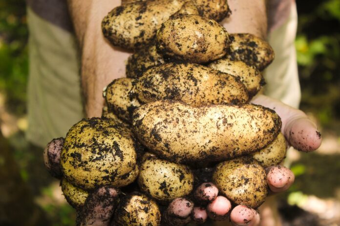 Помилки під час вирощування картоплі