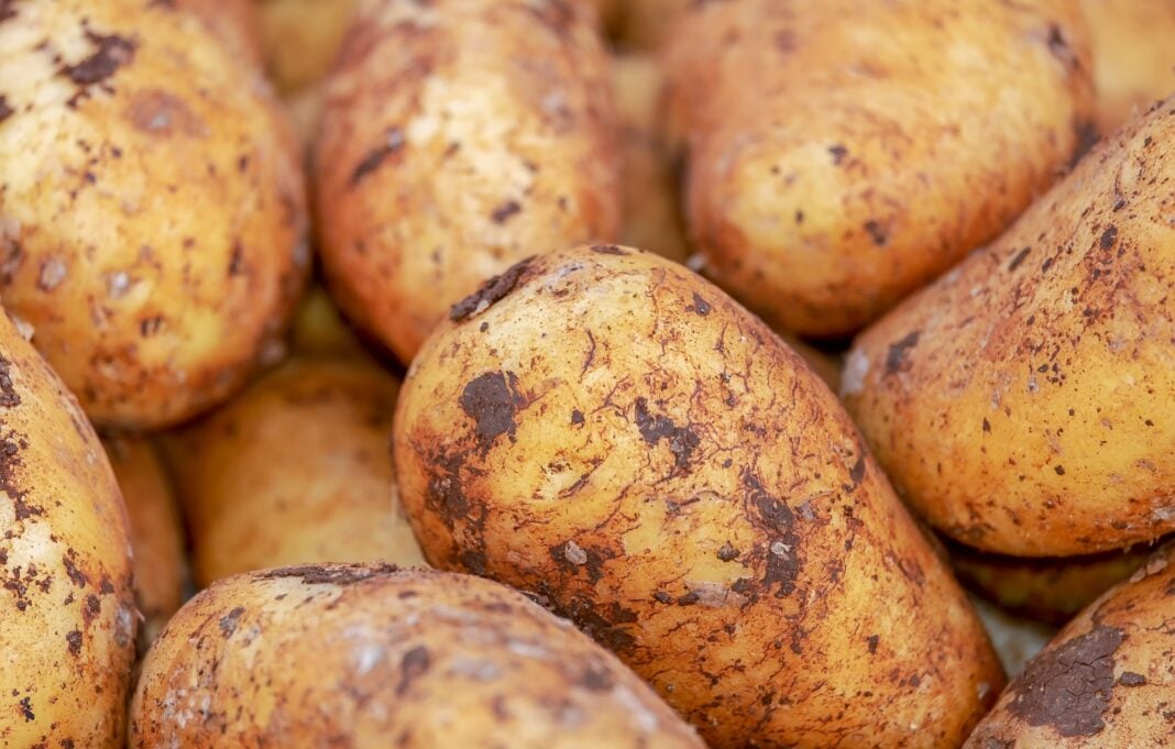 4 головних помилки під час вирощування картоплі 