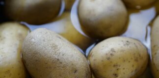 Як виростити багато картоплі