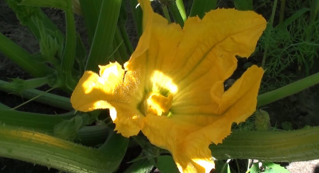 Чому на кабачках з’являються пустоцвіти та як забезпечити рекордний врожай: ці поради врятували дачний сезон 