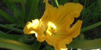 Чому у кабачків багато пустоцвіту та як збільшити врожайність