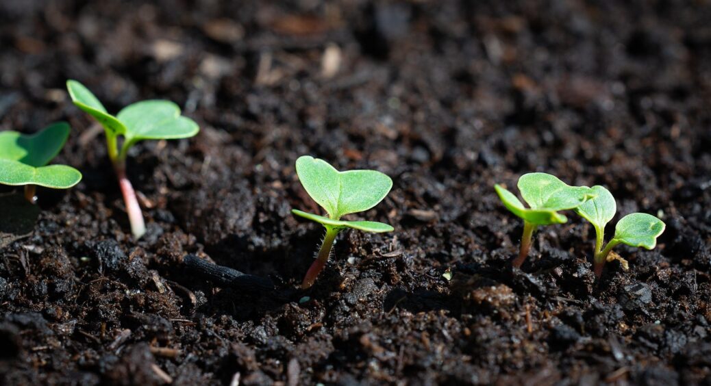 3 ложки на літр води і будь-які зів’ялі овочі будуть як щойно з городу: бабусин лайфхак на всі випадки життя 