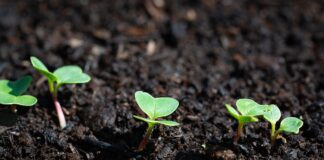 Городники розповіли, чому редиску краще сіяти одразу в ґрунт