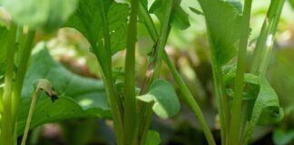 Як посіяти редиску, щоб отримати багатий врожай 