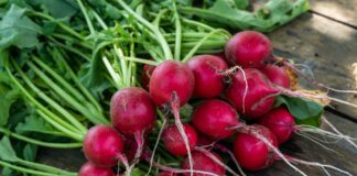 Городники розсекретили, як виростити соковиту та смачну редиску