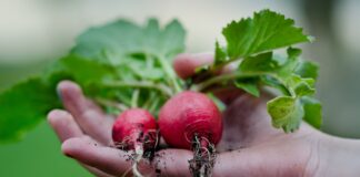 Дачники назвали 4 найврожайніші сорти редиски в 2025 році