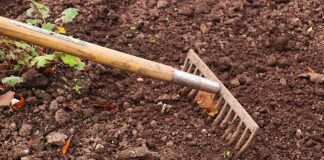 Як позбутись від бур'янів на городі