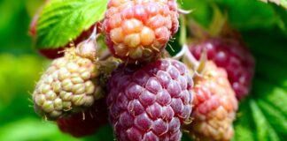 Городники розповіли, чим потрібно восени підживити малину