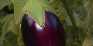 Городники назвали 5 головних правил при вирощуванні баклажанів