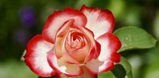 З ким не можна садити троянду