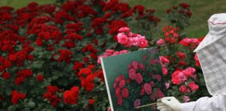 Садівник розповів, навіщо підживлювати троянди содою