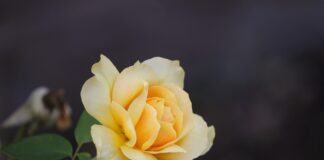 Чим обробити троянду від попелиці